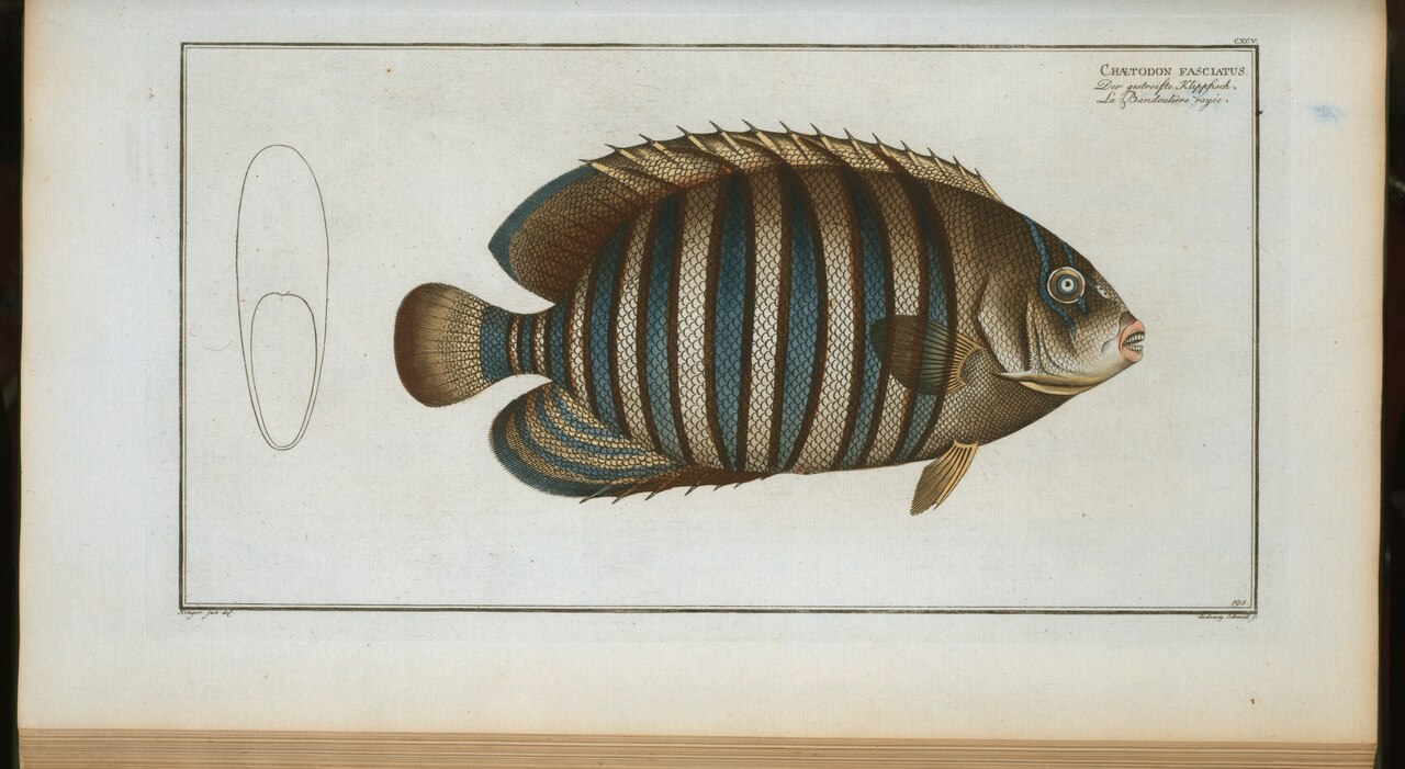 Diagonal butterflyfish (Chaetodon fasciatus)