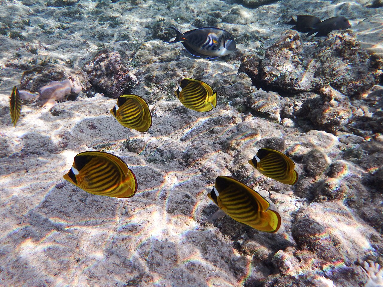 Diagonal butterflyfish (Chaetodon fasciatus)