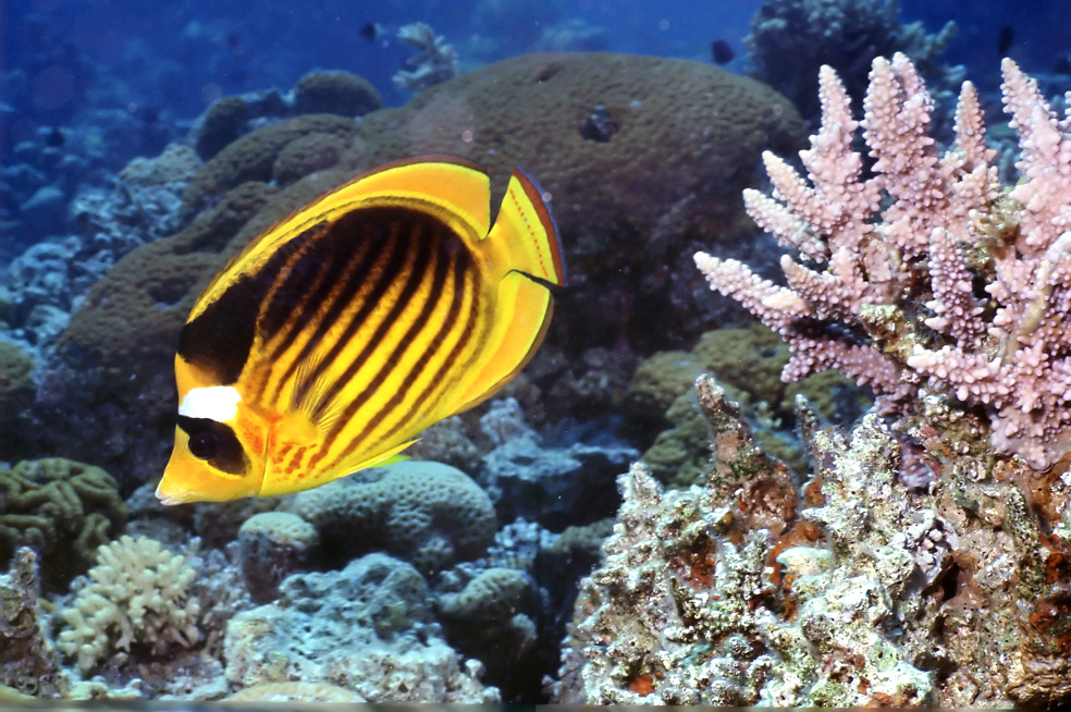Diagonal butterflyfish (Chaetodon fasciatus)