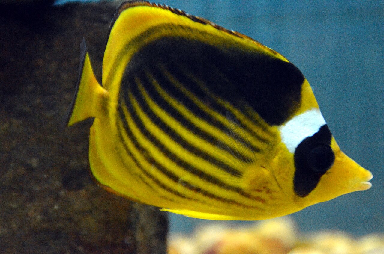 Diagonal butterflyfish (Chaetodon fasciatus)