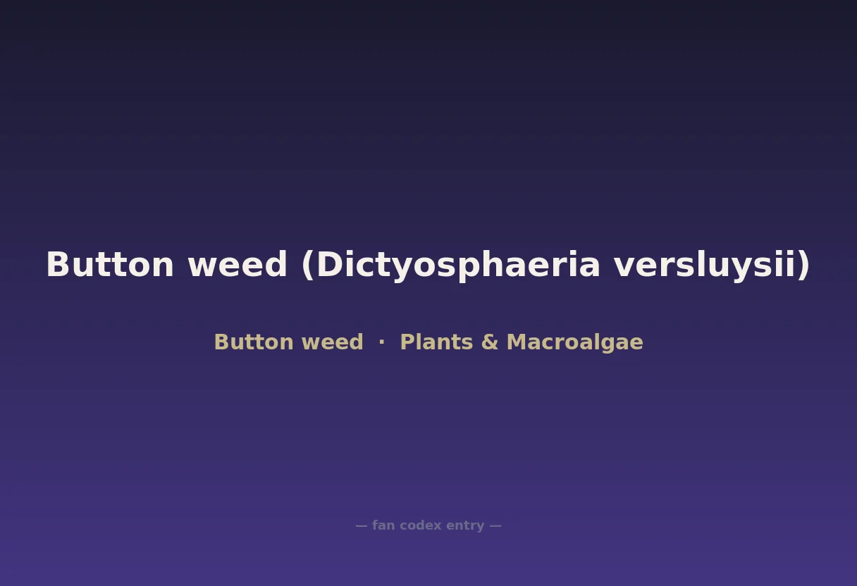 Button weed (Dictyosphaeria versluysii)