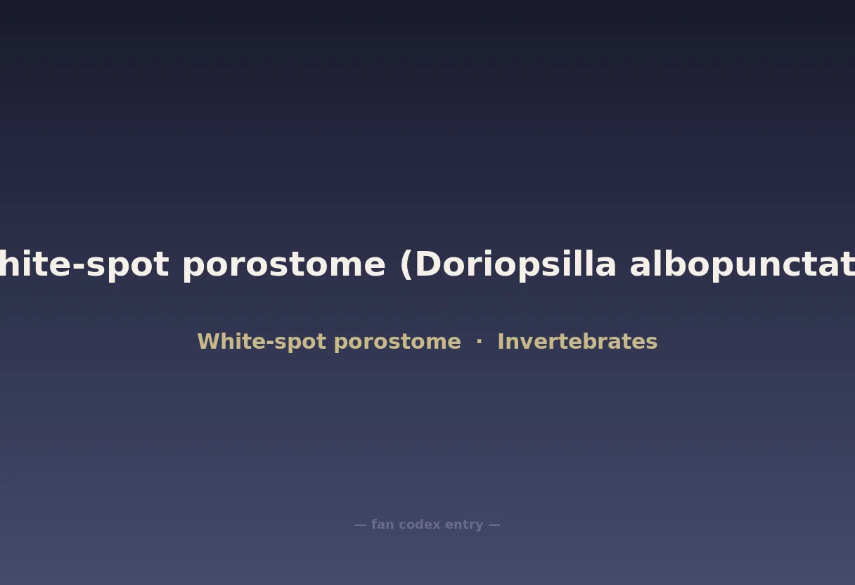 White-spot porostome (Doriopsilla albopunctata)