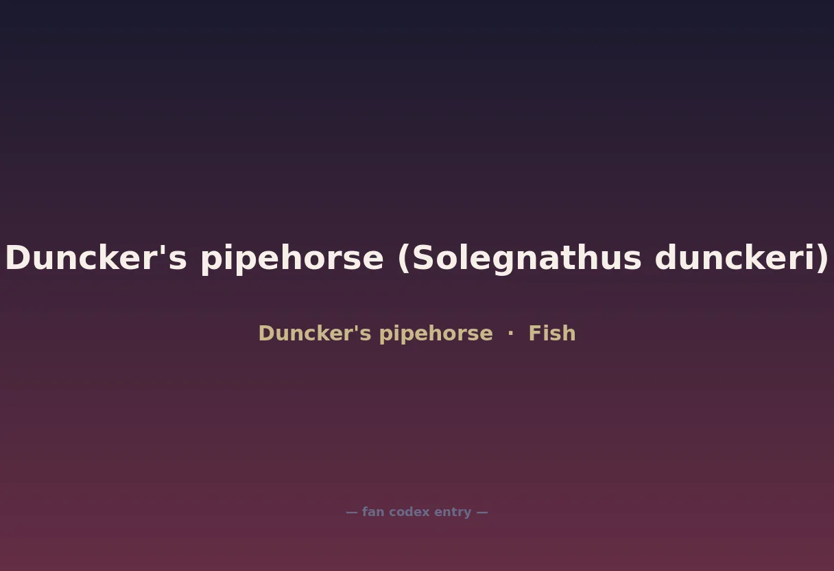 Duncker's pipehorse (Solegnathus dunckeri)