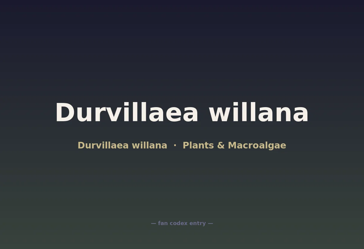 Durvillaea willana