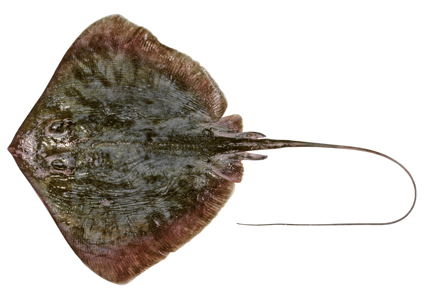 Dwarf black stingray (Hemitrygon parvonigra)