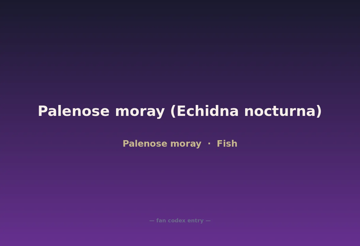 Palenose moray (Echidna nocturna)