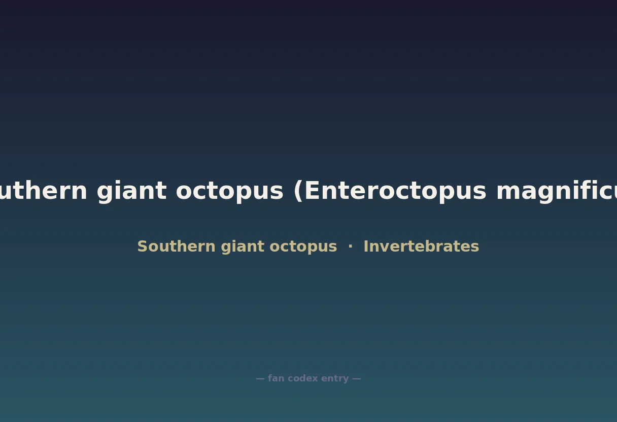Southern giant octopus (Enteroctopus magnificus)