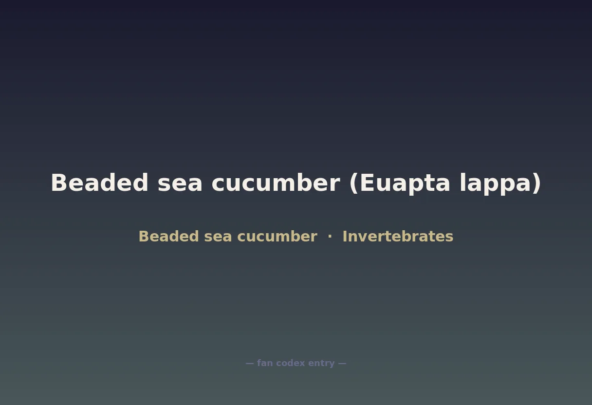 Beaded sea cucumber (Euapta lappa)