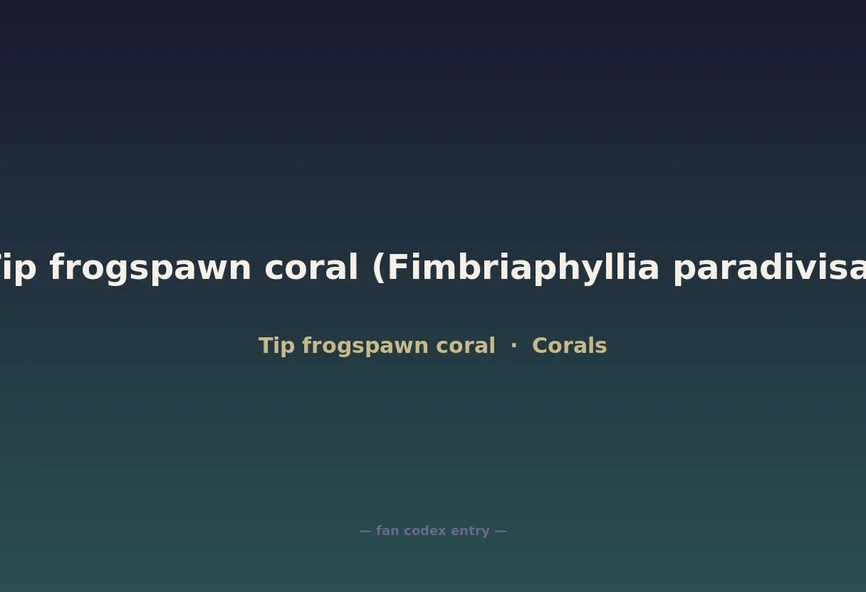 Tip frogspawn coral (Fimbriaphyllia paradivisa)