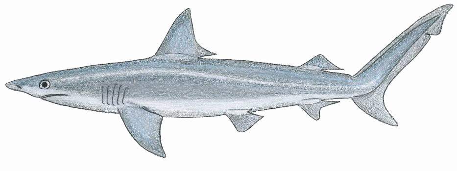 Finetooth shark (Carcharhinus isodon)