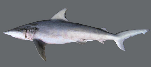 Finetooth shark (Carcharhinus isodon)