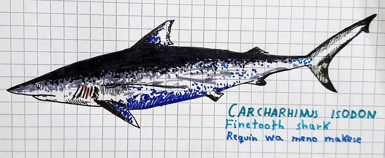 Finetooth shark (Carcharhinus isodon)