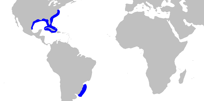 Finetooth shark (Carcharhinus isodon)
