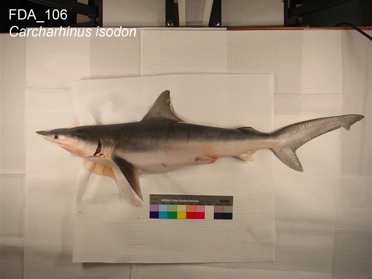 Finetooth shark (Carcharhinus isodon)