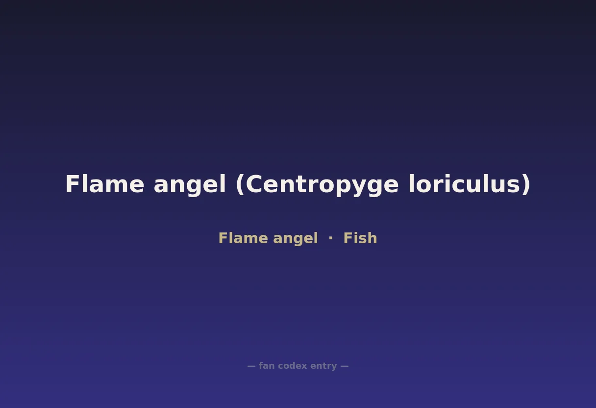 Flame angel (Centropyge loriculus)