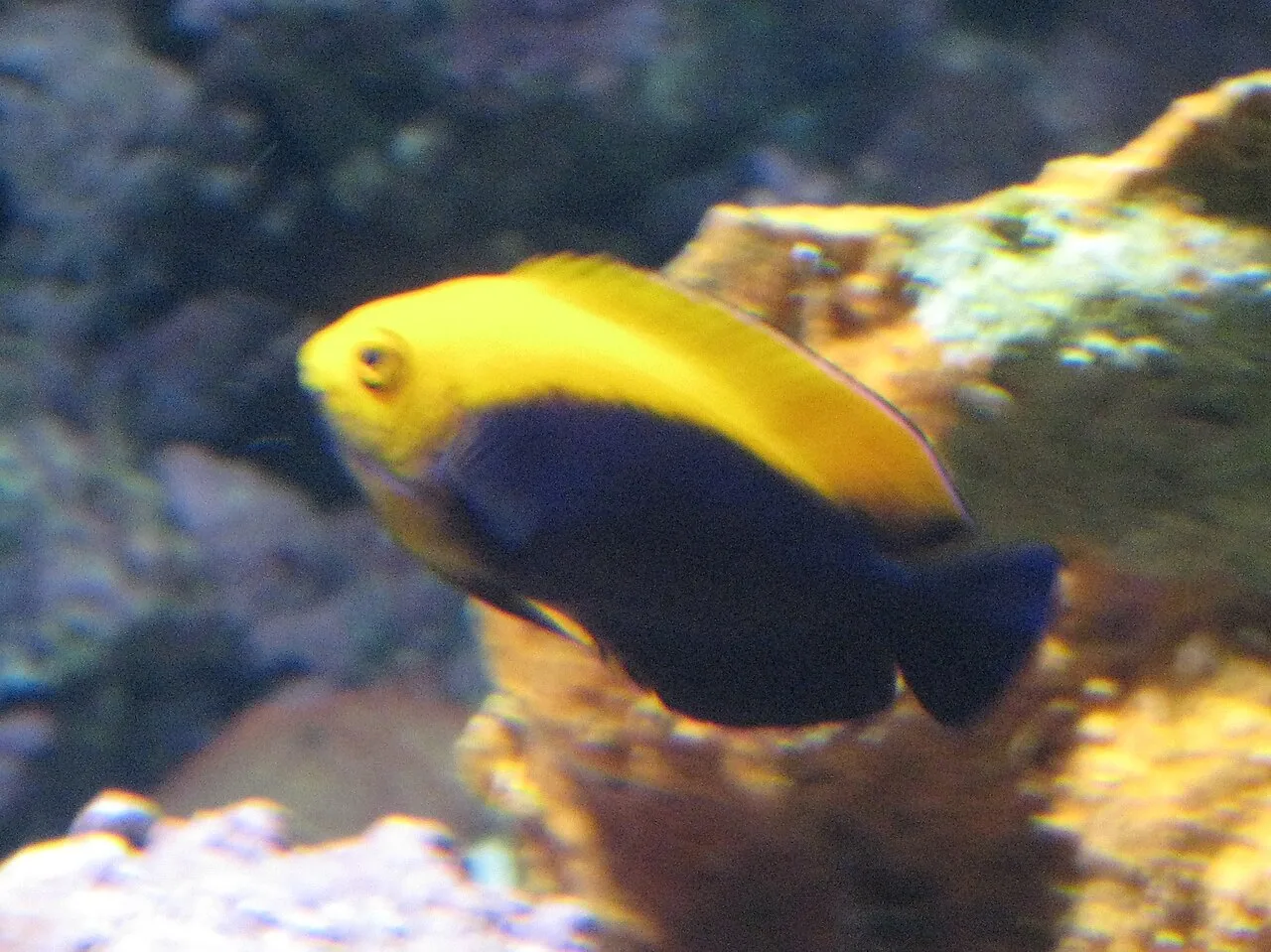 Flameback angelfish (Centropyge aurantonotus)
