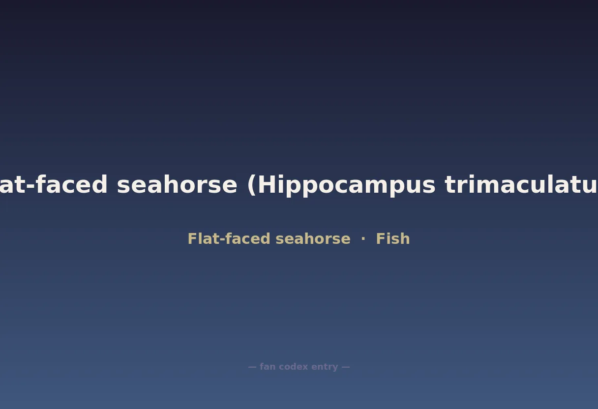 Flat-faced seahorse (Hippocampus trimaculatus)