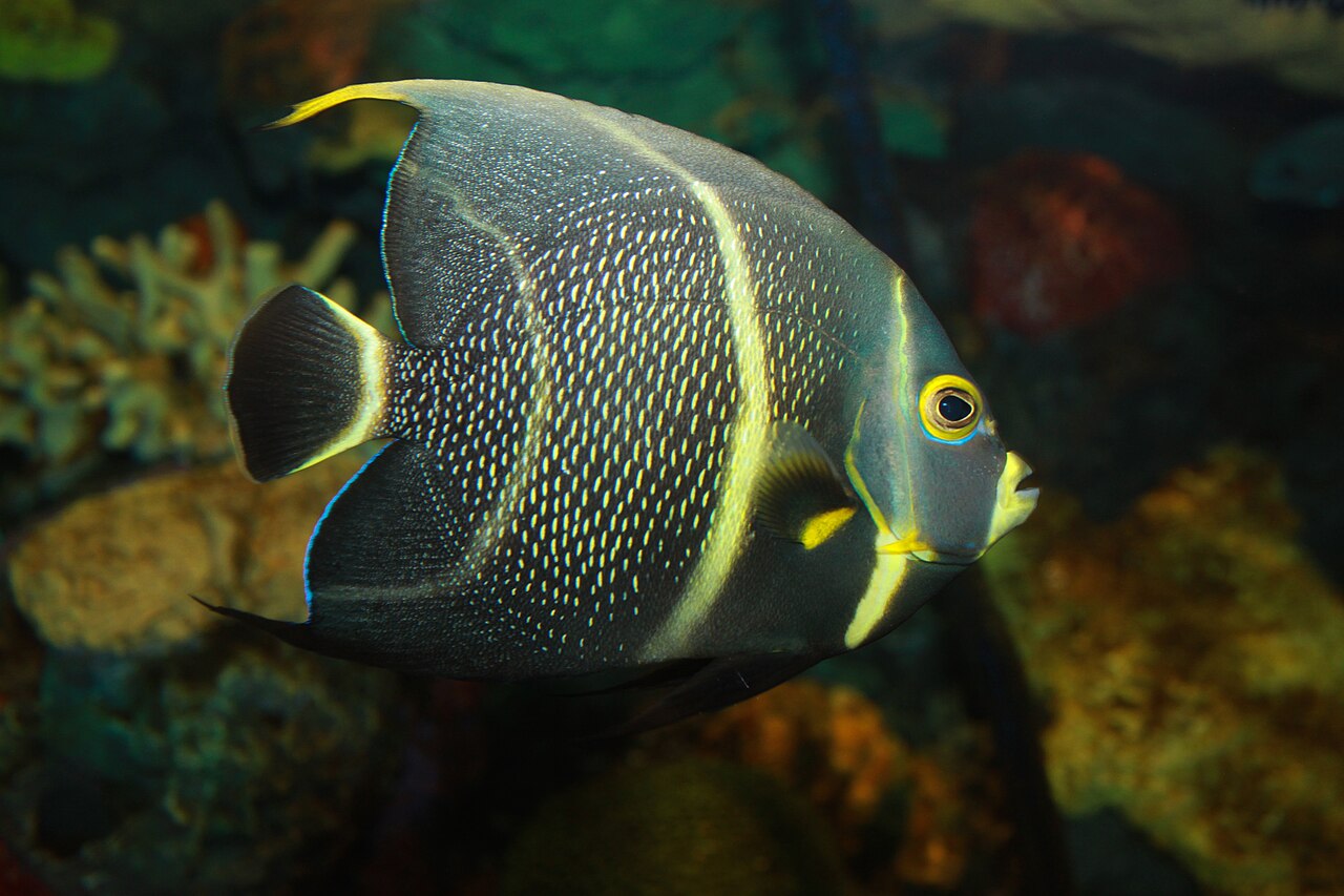 French angelfish (Pomacanthus paru)