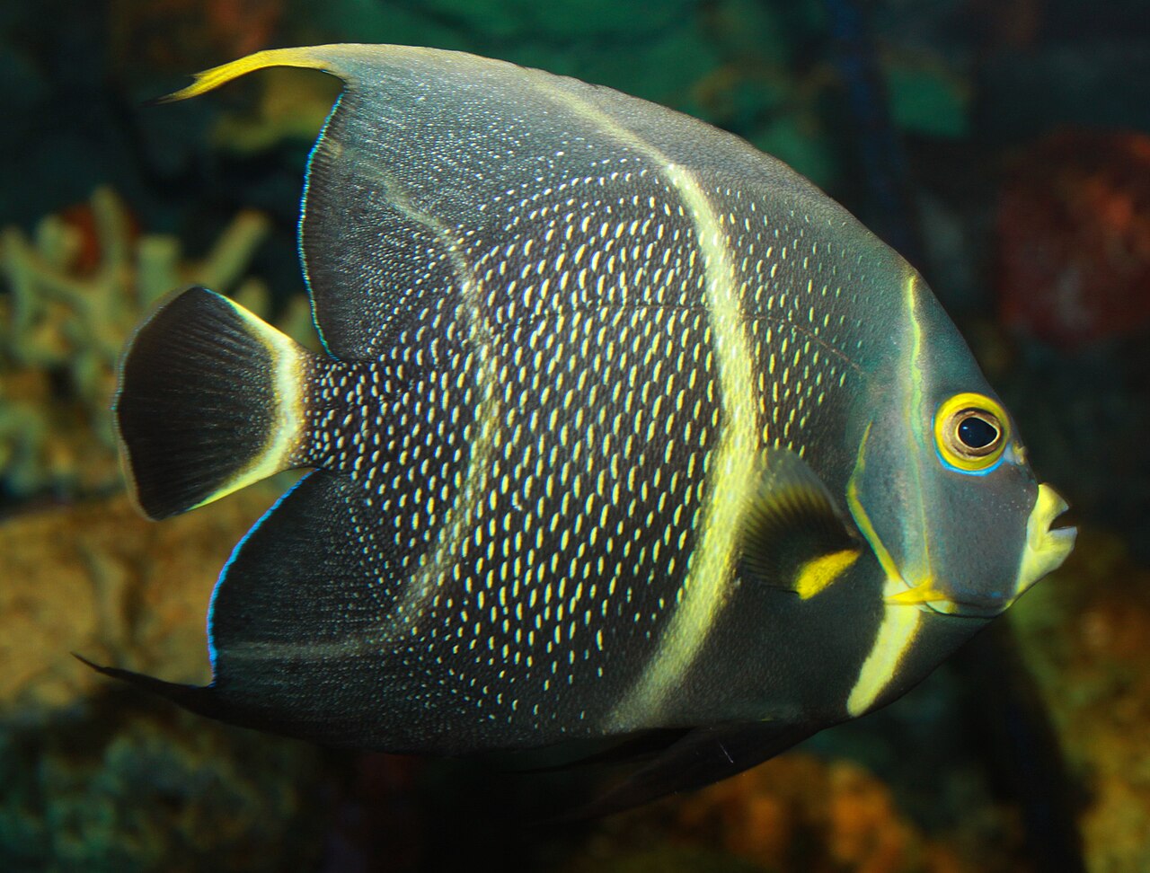 French angelfish (Pomacanthus paru)