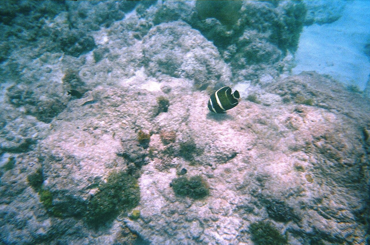 French angelfish (Pomacanthus paru)