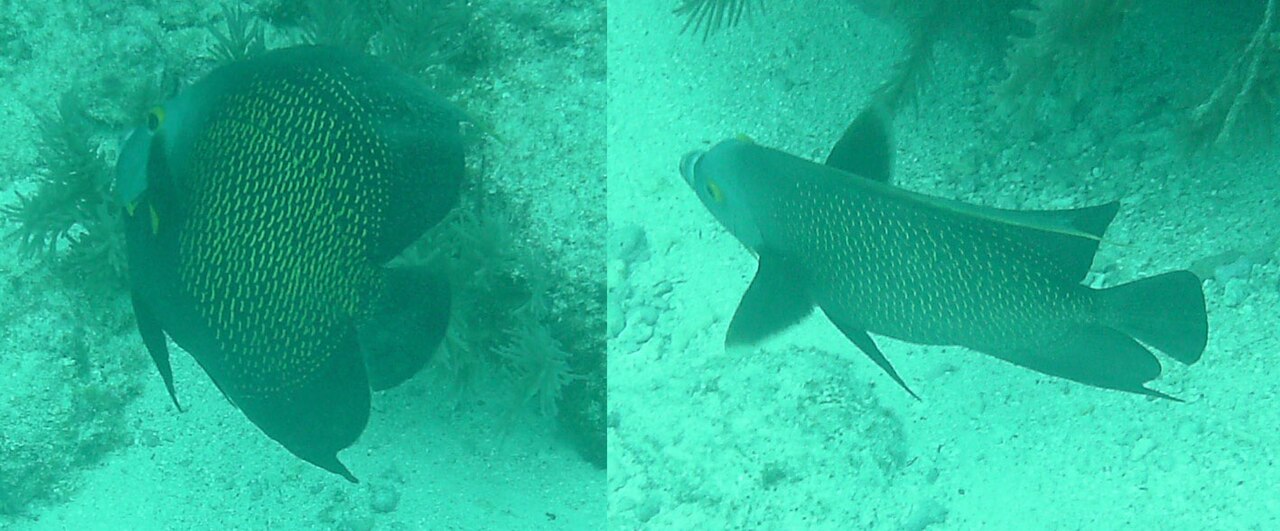 French angelfish (Pomacanthus paru)
