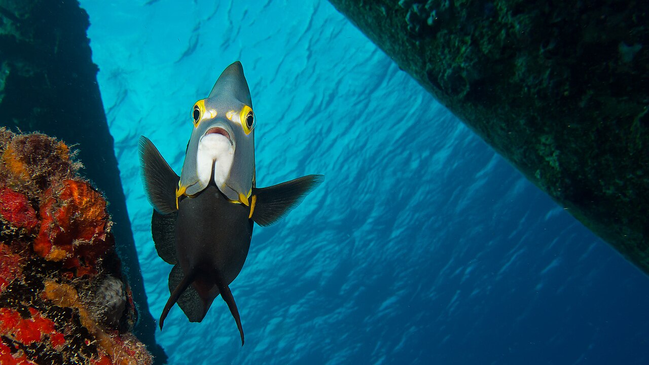 French angelfish (Pomacanthus paru)