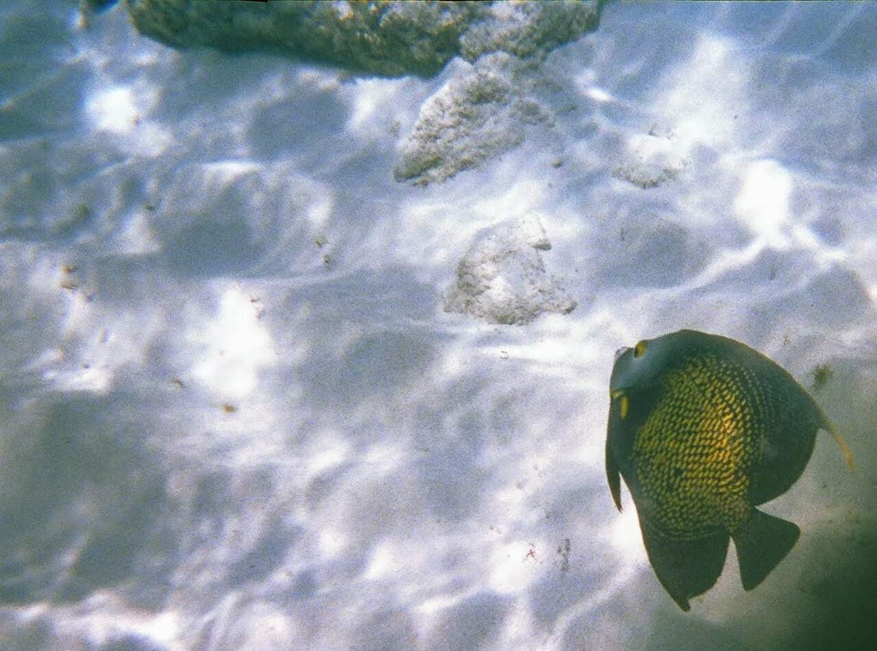 French angelfish (Pomacanthus paru)
