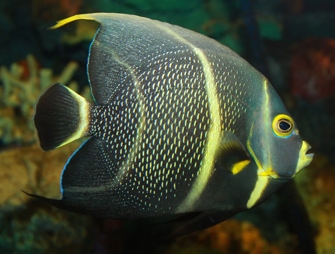 French angelfish (Pomacanthus paru)