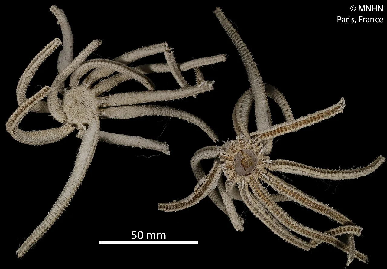Freyella elegans