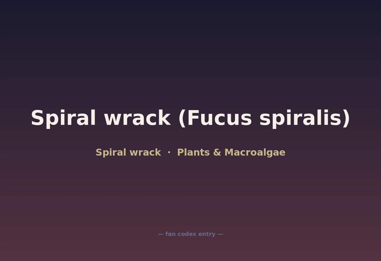 Spiral wrack (Fucus spiralis)