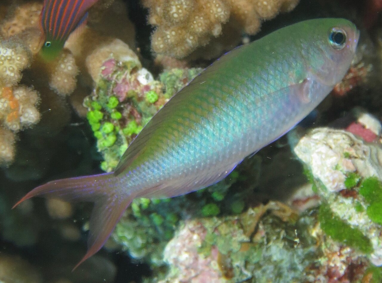 Fusilier damselfish (Lepidozygus tapeinosoma)