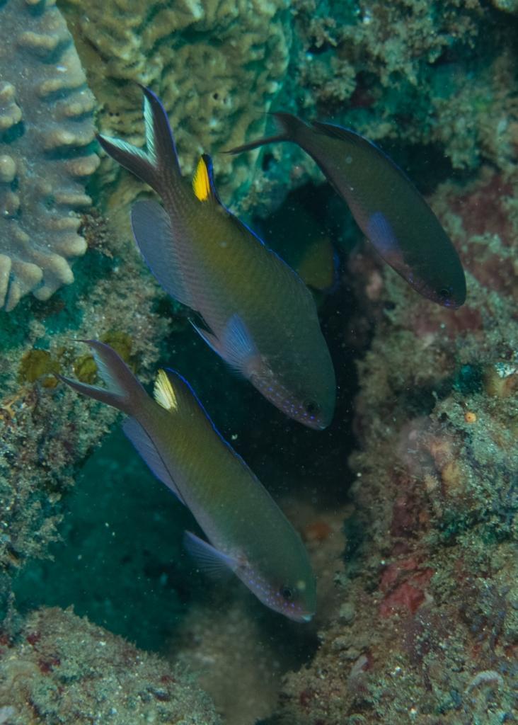 Fusilier damselfish (Lepidozygus tapeinosoma)