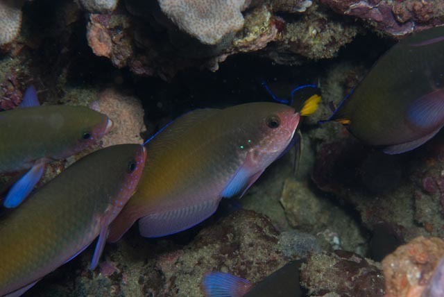 Fusilier damselfish (Lepidozygus tapeinosoma)
