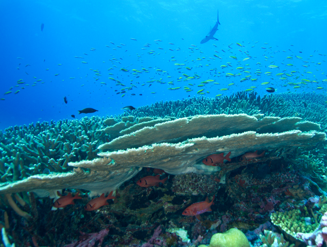 Fusilier damselfish (Lepidozygus tapeinosoma)