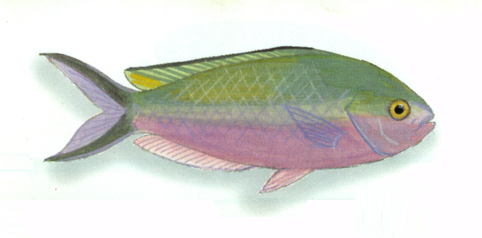 Fusilier damselfish (Lepidozygus tapeinosoma)