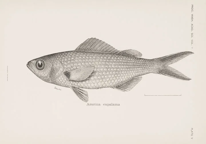 Galapagos damsel (Azurina eupalama)