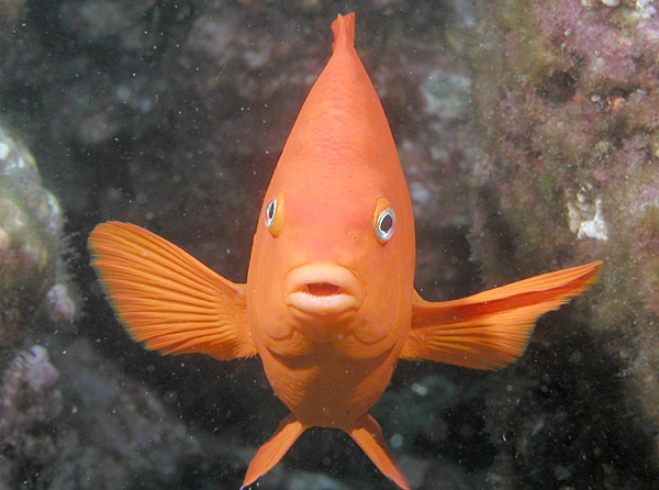 Garibaldi (fish) (Hypsypops rubicundus)
