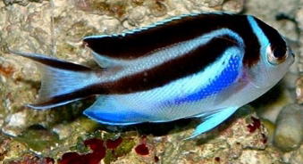 Ornate angelfish (Genicanthus bellus)