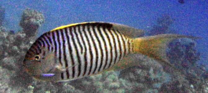 Zebra angelfish (Genicanthus caudovittatus)