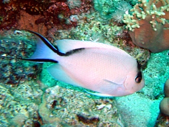 Zebra angelfish (Genicanthus caudovittatus)