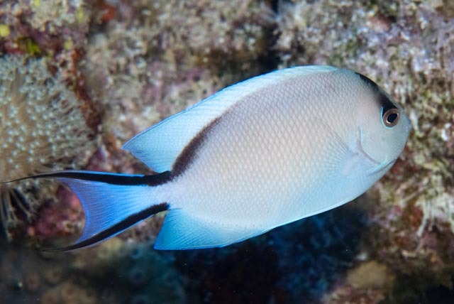 Zebra angelfish (Genicanthus caudovittatus)