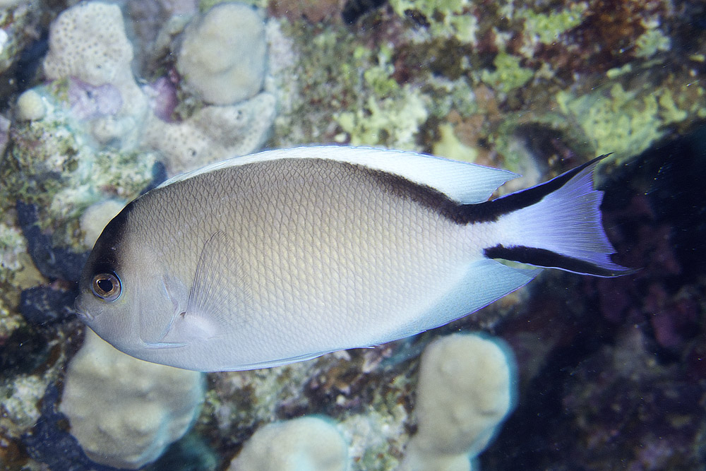 Zebra angelfish (Genicanthus caudovittatus)