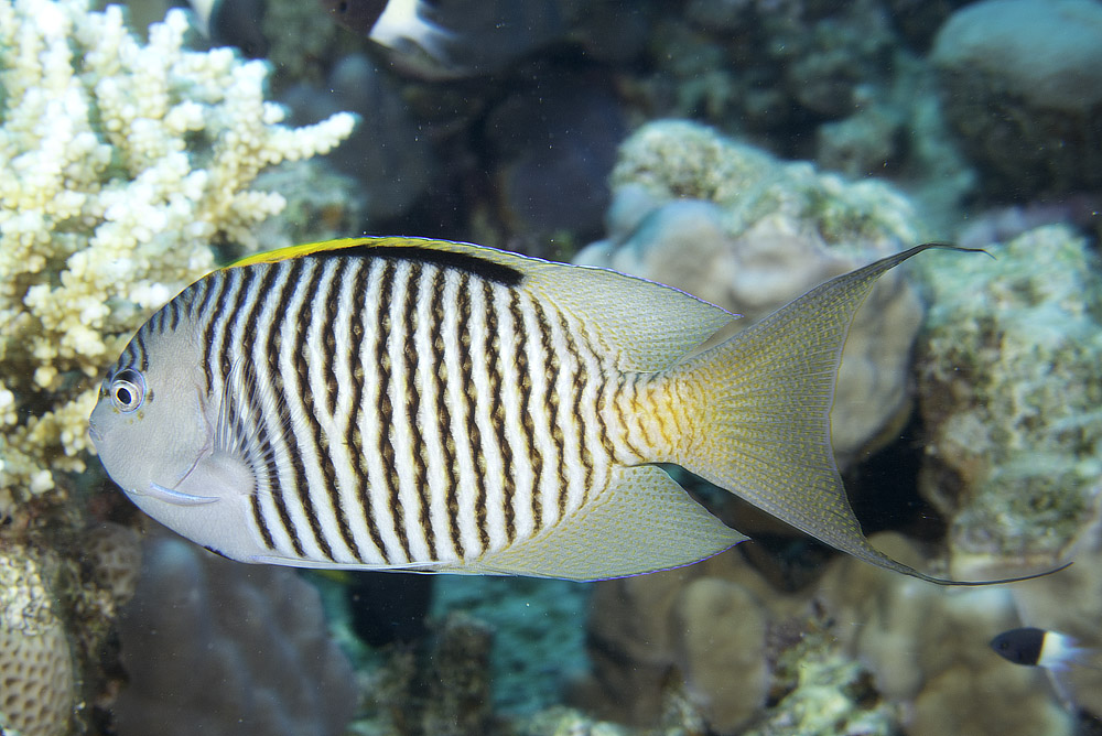 Zebra angelfish (Genicanthus caudovittatus)