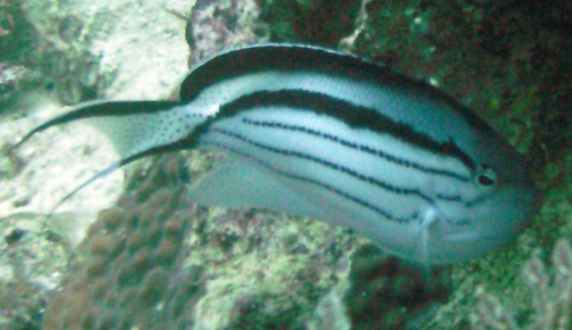 Blackstriped angelfish (Genicanthus lamarck)