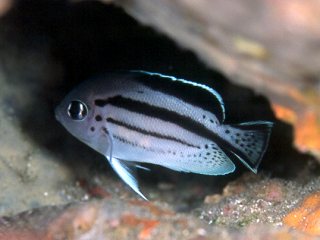 Blackstriped angelfish (Genicanthus lamarck)
