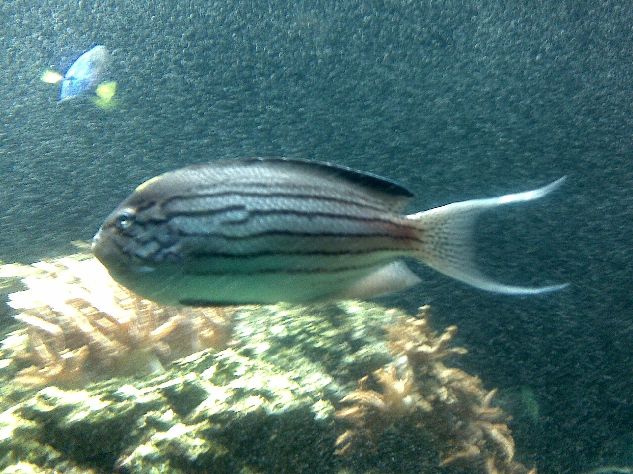 Blackstriped angelfish (Genicanthus lamarck)