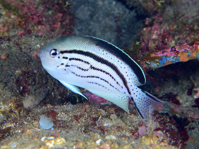 Blackstriped angelfish (Genicanthus lamarck)