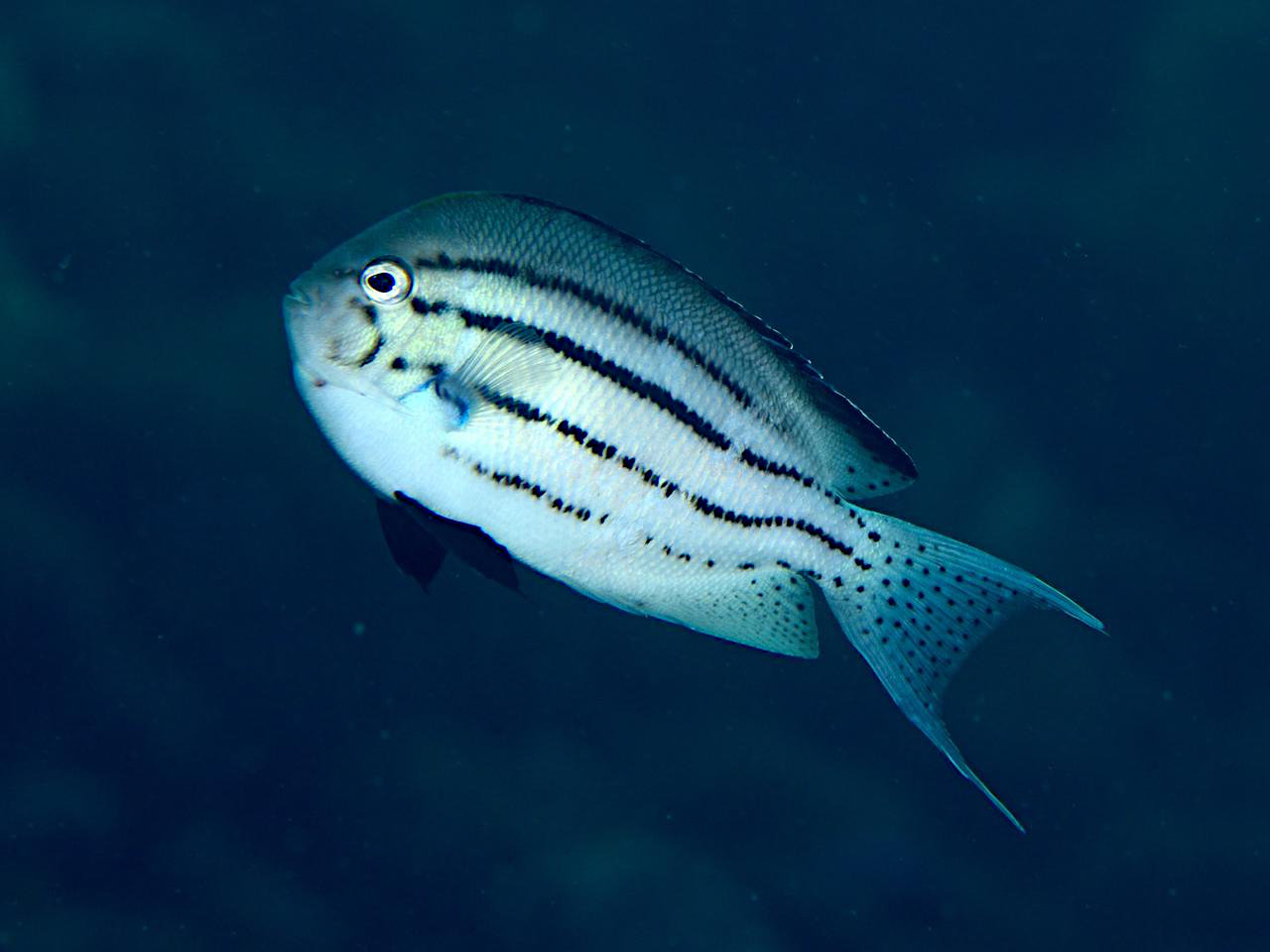 Blackstriped angelfish (Genicanthus lamarck)
