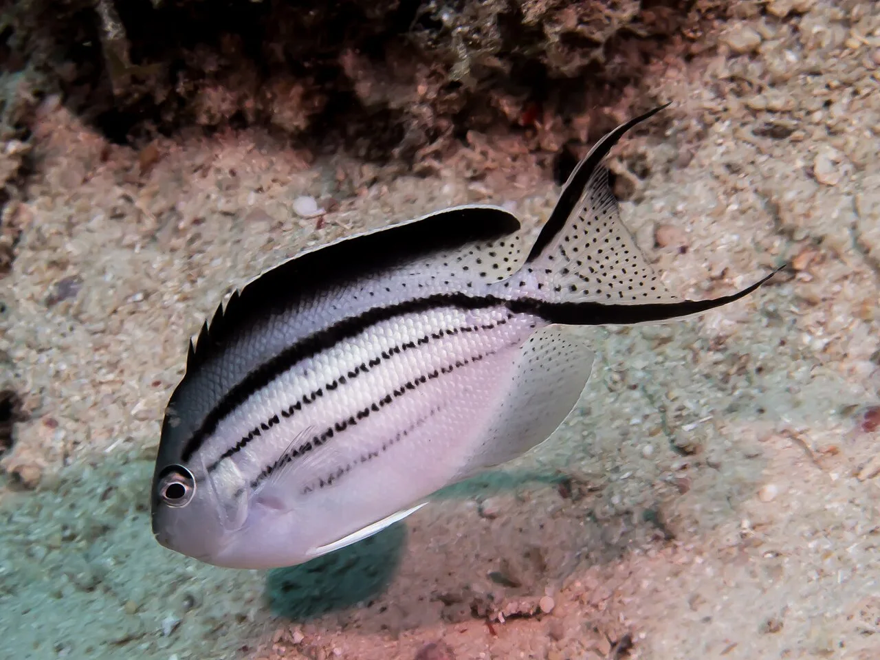 Blackstriped angelfish (Genicanthus lamarck)