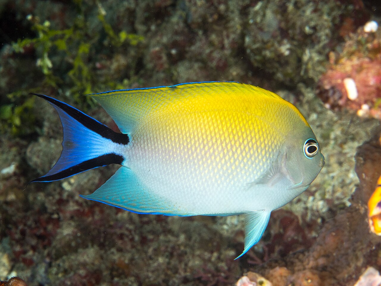 Spotbreast angelfish (Genicanthus melanospilos)